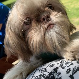 Zara - Shih Tzu
