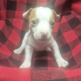Otis - White and apricot male Teddy Roosevelt Terrier puppy in Murray, Kentucky from Froschwald German Shepherds and Xanadu Teddy Roosevelt Terriers