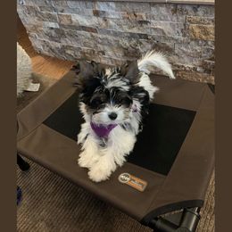 Biewer Terrier Puppies from Rocky Mountain Biewer Terriers