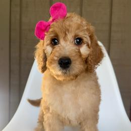 Bellini - Apricot female Goldendoodle puppy in Mount Pleasant, Tennessee from Doodle My Heart