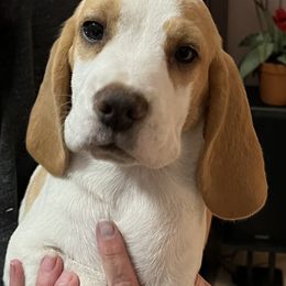 D’Artanian - Red and white Beagle puppy in Bonita Springs, Florida from Macushla Beagles