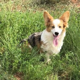 American Corgis and Pembroke Welsh Corgis from Martinez Corgis