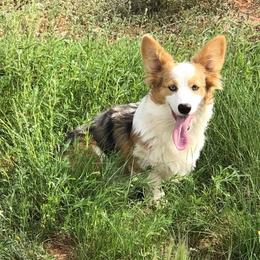American Corgis and Pembroke Welsh Corgis from Martinez Corgis