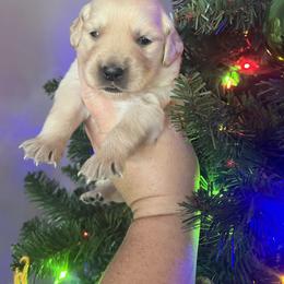 Purple female - Golden female Golden Retriever puppy in Jesup, Georgia from Painted Platinum Retrievers (Painted Platinum Kennel) PPK