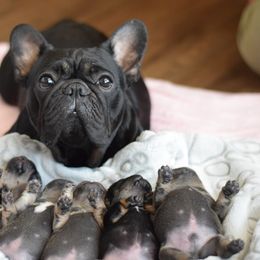 French Bulldog Puppies from Goatlinebullies