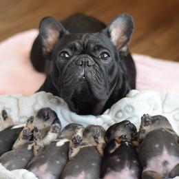 French Bulldog Puppies from Goatlinebullies