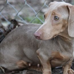 Hazel - Dachshund