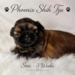 Star - Gold female Shih Tzu puppy in Hayden, Idaho from Phoenix Shih Tzu