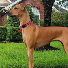 Chihuahuas, Companion Crosses, and Shih Tzus from Purposefully Bred Kennel