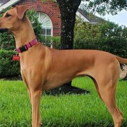 Chihuahuas, Companion Crosses, and Shih Tzus from Purposefully Bred Kennel