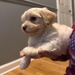 Romeo - White male Havanese puppy in Cadwell, Georgia from Hashtag Havenese