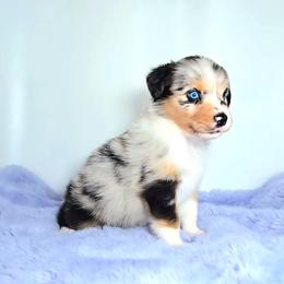 Australian Shepherd Puppies from Winsome Aussies