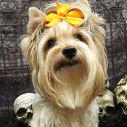 Sunday - Yorkshire Terrier