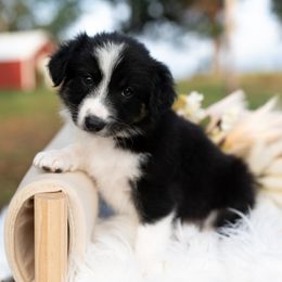 Candy - Tri-color female Border Collie puppy in Conway, Missouri from 2J 2K Border Collies | Maremma Sheepdogs