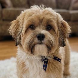 Angel - Shih Tzu