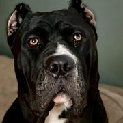 Molosser (Bully x)s from Good Karma Mastiffs