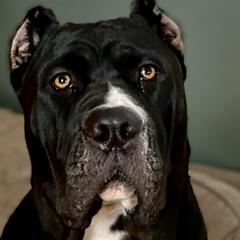 Molosser (Bully x)s from Good Karma Mastiffs