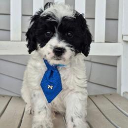 Uno - Parti male Labradoodle puppy in Sussex, Wisconsin from Dancing Doodles