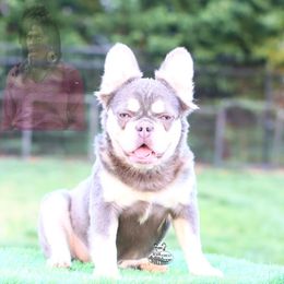 Shayna - French Bulldog