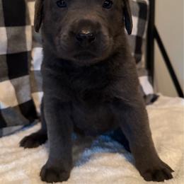 Hot Pink - Charcoal female Dilute Retriever puppy in Marion, Illinois from Summer Lovin’ Labradors of Southern Illinois