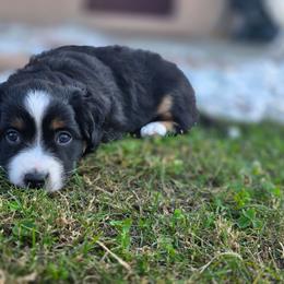 Zion - Black tri female Miniature Australian Shepherd puppy in Riverview, Florida from Kelly Pompeo