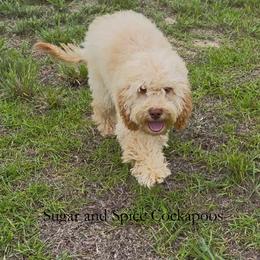 Julien - Buff male Cockapoo puppy in Hopkins, South Carolina from Sugar and Spice Cockapoos