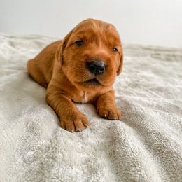 Woody - Dark golden Golden Retriever puppy in Nampa, Idaho from Redwood Goldens