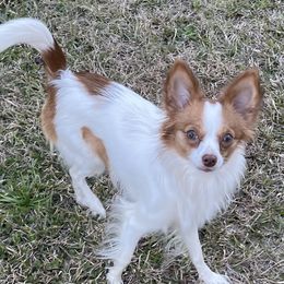 Tallulah  - Papillon