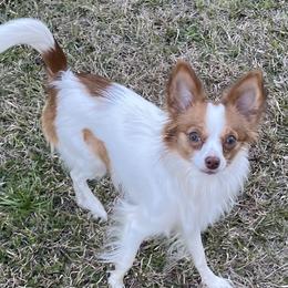 Tallulah  - Papillon