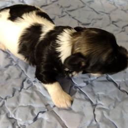 Rocky - Black and white male Havanese puppy in Cleveland, Texas from 7th Heaven Havanese of Texas