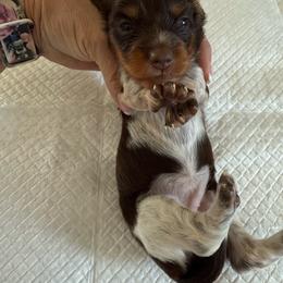 Annabell - Piebald female Dachshund puppy in Whitesboro, Texas from Joanie's Tickled Pink Puppies