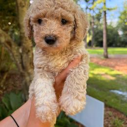 Cream - male Goldendoodle puppy in Petal, Mississippi from Magnolia Doodles of Southern Miss