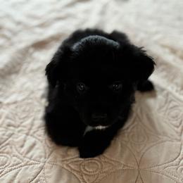 Lori - Black female Australian Shepherd puppy in Flemington, New Jersey from Aislin Fields