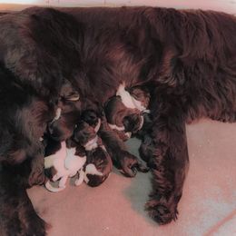 Newfoundland Puppies from O’s Ranch Newfoundland’s
