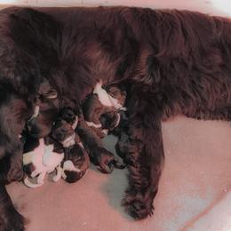 Newfoundland Puppies from O’s Ranch Newfoundland’s