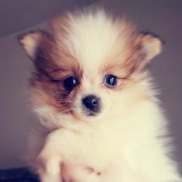 Pomeranian Puppies from Pers N Poms