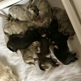 Silken Windhound Puppies from Luminous Silken Windhounds