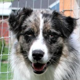 Ketchum - Australian Shepherd