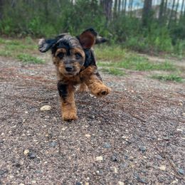 Aussiedoodle and Australian Shepherd Puppies from Autumn's Aussies