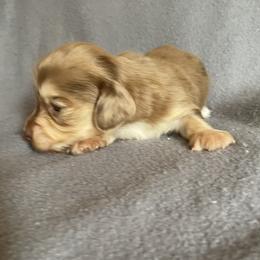 Boy 1 - Dapple male Dachshund puppy in Valley Springs, California from Robin’s Dachshunds