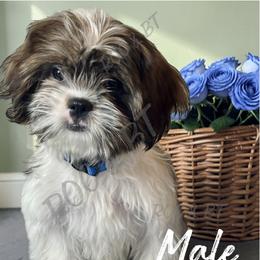 Trevor - Black gold and white male Cavatzu puppy in Oklahoma from Rocky Oak Cavaliers & Biewer Terriers LLC