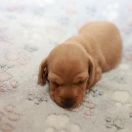 Peter - Red male Dachshund puppy in Indiantown, Florida from Turquoise River Minature Dachshunds