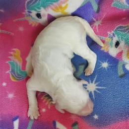 Girl 5 - female Sheepadoodle puppy in Bellevue, Iowa from Fluffy Wonders Poms and Doodles