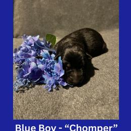 Chomper - Black male German Shepherd puppy in San Antonio, Texas from Pridelands
