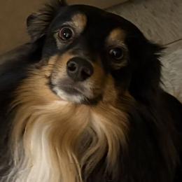 Tank - Black tri male Miniature Australian Shepherd puppy in Copperas Cove, Texas from Aussies Acre