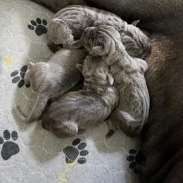 Stevie - Gray female Cane Corso puppy in Briggs, Texas from Capital City Corso’s