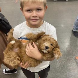 Double Doodle and Goldendoodle Puppies from GoldendoodlePaw