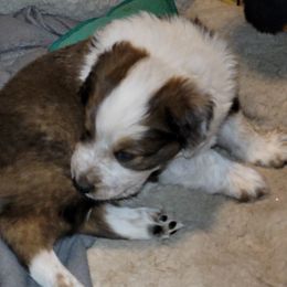 English Shepherd Puppies from ThreeDarkBays English Shepherds