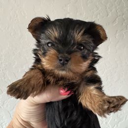 Girl 3 - Patsy-purple collar - Black and tan female Yorkshire Terrier puppy in Rathdrum, Idaho from CDA Heavenly Yorkies