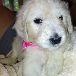 Goldendoodle Puppies from SUPERDog Doodles